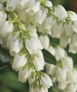 Pieris 'Spring Snow' Japanese Andromeda Live Plant - Evergreen Flowering Shrub, #1 Container - Image 2