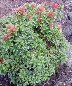 Pieris 'Spring Snow' Japanese Andromeda Live Plant - Evergreen Flowering Shrub, #1 Container - Image 3