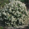 Pieris 'Spring Snow' Japanese Andromeda Live Plant - Evergreen Flowering Shrub, #1 Container - Image 1
