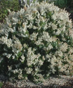 Pieris 'Spring Snow' Japanese Andromeda Live Plant - Evergreen Flowering Shrub, #1 Container - Image 1