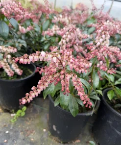 Pieris 'Valley Fire' Japanese Andromeda Live Plant - White Pink Blooms, Red Foliage - #1 Container Size - Image 2