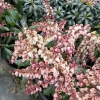 Pieris 'Valley Fire' Japanese Andromeda Live Plant - White Pink Blooms, Red Foliage - #1 Container Size - Image 1