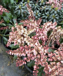 Pieris 'Valley Fire' Japanese Andromeda Live Plant - White Pink Blooms, Red Foliage - #1 Container Size - Image 1