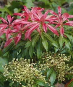 Pieris 'Valley Fire' Japanese Andromeda Live Plant - White Pink Blooms, Red Foliage - #1 Container Size - Image 3
