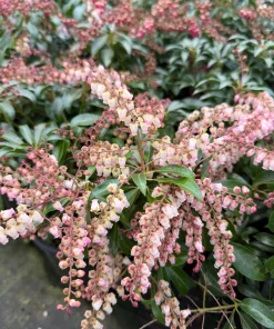 Pieris 'Valley Valentine' Beautiful Early Spring Bloom Japanese Andromeda Plants- #1 Container Size - Image 2