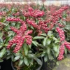 Pieris 'Valley Valentine' Beautiful Early Spring Bloom Japanese Andromeda Plants- #1 Container Size - Image 1
