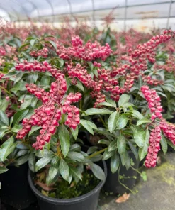 Pieris 'Valley Valentine' Beautiful Early Spring Bloom Japanese Andromeda Plants- #1 Container Size - Image 1