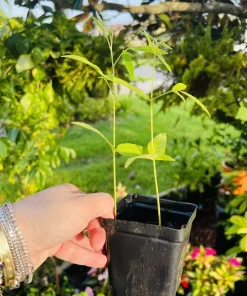 Pigeon Pea Live Plant - Medium Size, Potted, Organic Gardening - Image 2