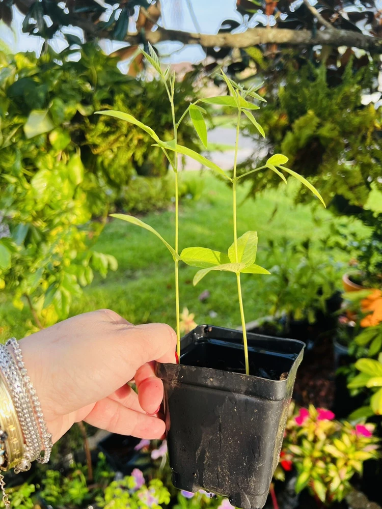 Pigeon Pea Live Plant - Medium Size, Potted, Organic Gardening - Image 2
