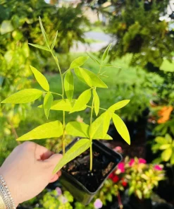 Pigeon Pea Live Plant - Medium Size, Potted, Organic Gardening - Image 3