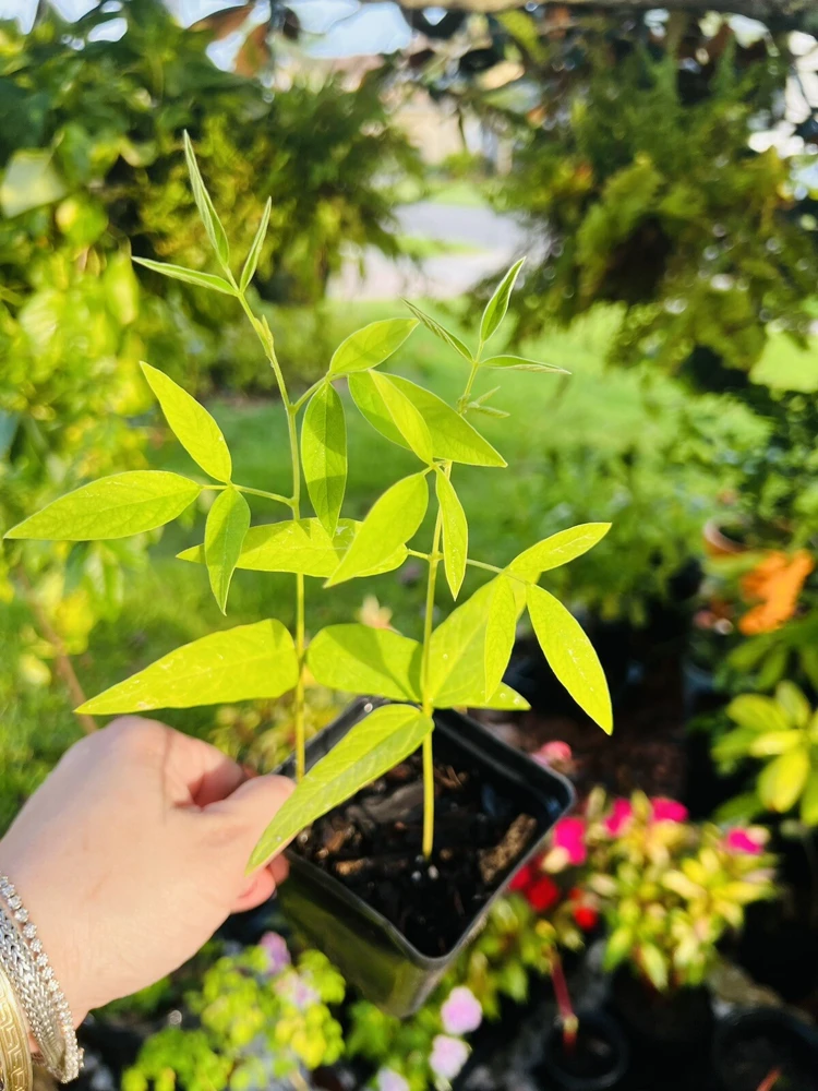 Pigeon Pea Live Plant - Medium Size, Potted, Organic Gardening - Image 3