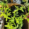 Pigeon Pea Live Plant - Medium Size, Potted, Organic Gardening - Image 1