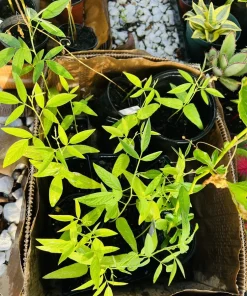 Pigeon Pea Live Plant - Medium Size, Potted, Organic Gardening - Image 1