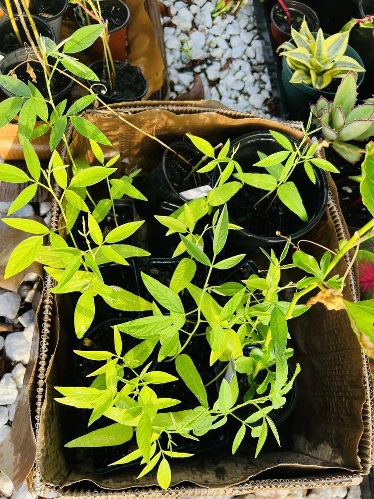 Pigeon Pea Live Plant - Medium Size, Potted, Organic Gardening - Image 1