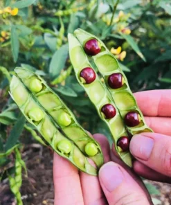 Pigeon Pea Live Plant - Medium Size, Potted, Organic Gardening - Image 4