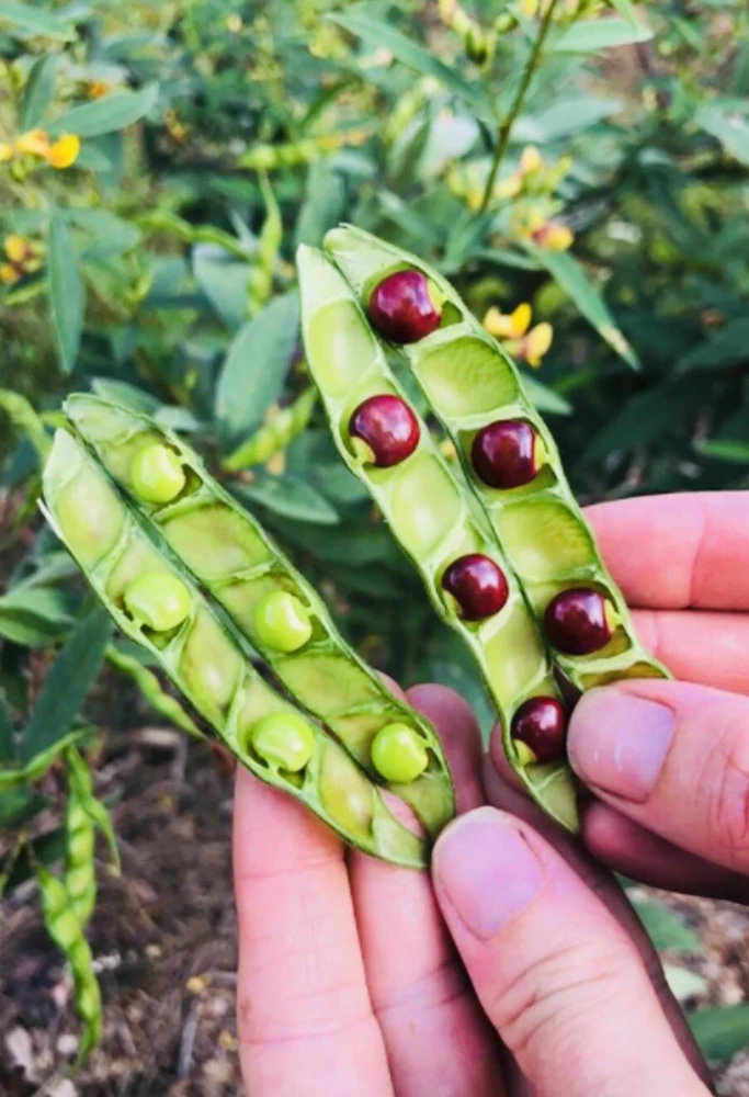 Pigeon Pea Live Plant - Medium Size, Potted, Organic Gardening - Image 4