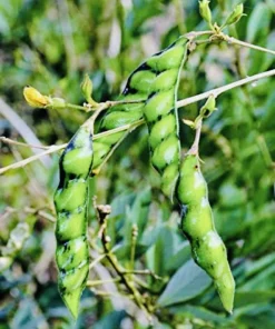Pigeon Pea Live Plant - Medium Size, Potted, Organic Gardening - Image 5