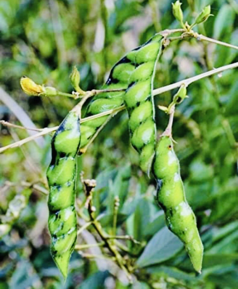 Pigeon Pea Live Plant - Medium Size, Potted, Organic Gardening - Image 5