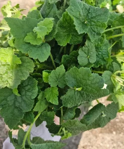 Piggyback Plant Live Plant 6in Potted - Indoor Houseplant - Image 2