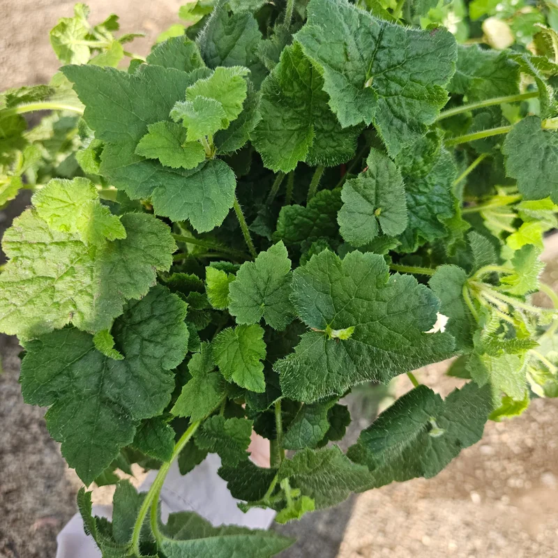 Piggyback Plant Live Plant 6in Potted - Indoor Houseplant - Image 2