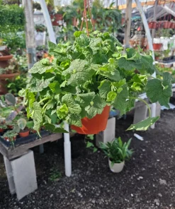 Piggyback Plant Live Plant 6in Potted - Indoor Houseplant - Image 4