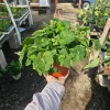 Piggyback Plant Live Plant 6in Potted - Indoor Houseplant - Image 1