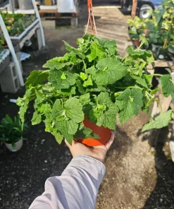 Piggyback Plant Live Plant 6in Potted - Indoor Houseplant - Image 1