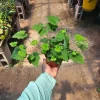 Piggyback Plant Live Potted Houseplant – 4 inch Pot – Indoor Foliage - Image 1