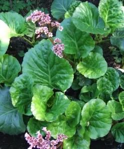 Pigsqueak Bergenia cordifolia Live Plant – 3.5 Inch Pot – Outdoor Shade Perennial - Image 1