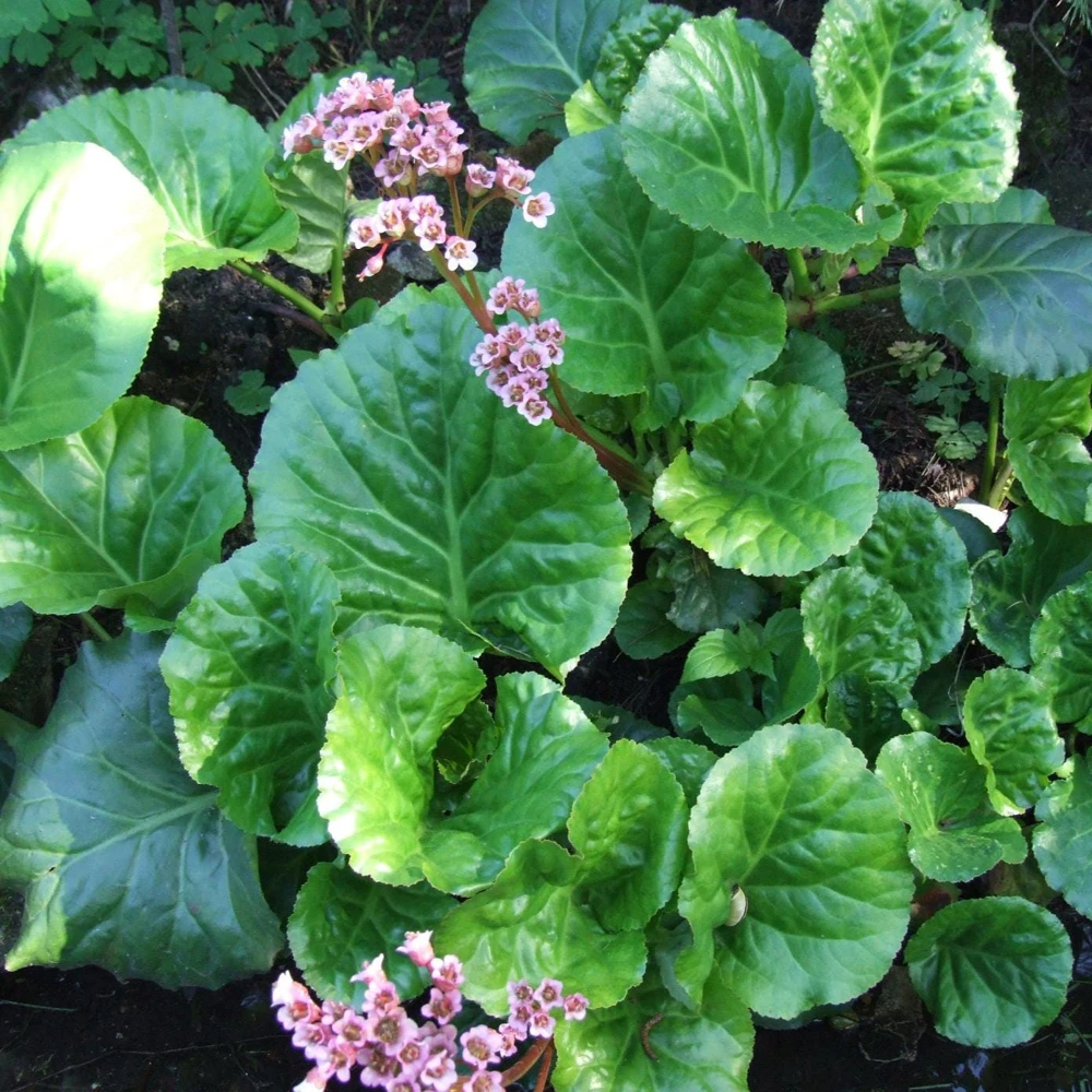 Pigsqueak Bergenia cordifolia Live Plant – 3.5 Inch Pot – Outdoor Shade Perennial - Image 1