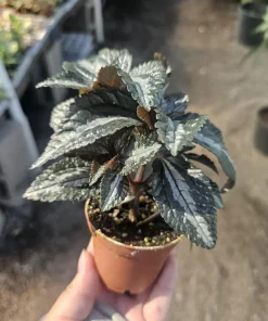 Pilea Bronze Aluminum Live Plant – Pilea Cadierei – 2 inch Pot – Indoor - Image 3