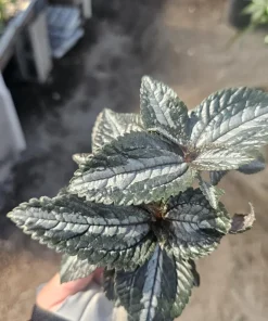 Pilea Bronze Aluminum Live Plant – Pilea Cadierei – 2 inch Pot – Indoor - Image 4