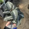 Pilea Bronze Aluminum Live Plant – Pilea Cadierei – 2 inch Pot – Indoor - Image 1