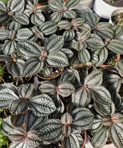 Pilea involucrata Moon Valley Live Plant – Friendship Plant – 2in Pot – Indoor Foliage - Image 2