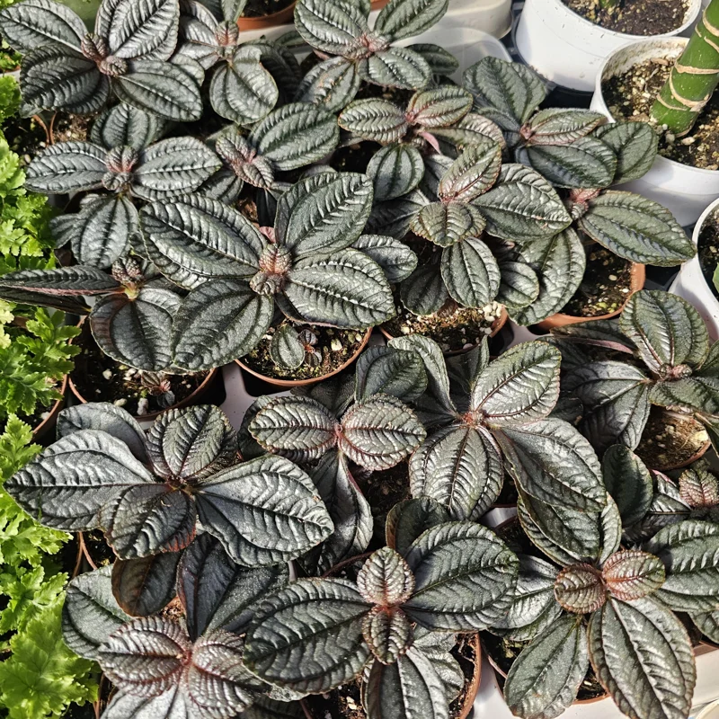 Pilea involucrata Moon Valley Live Plant – Friendship Plant – 2in Pot – Indoor Foliage - Image 2