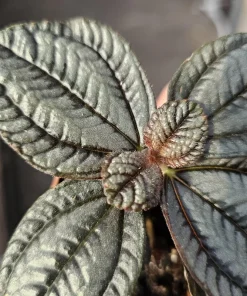 Pilea involucrata Moon Valley Live Plant – Friendship Plant – 2in Pot – Indoor Foliage - Image 3