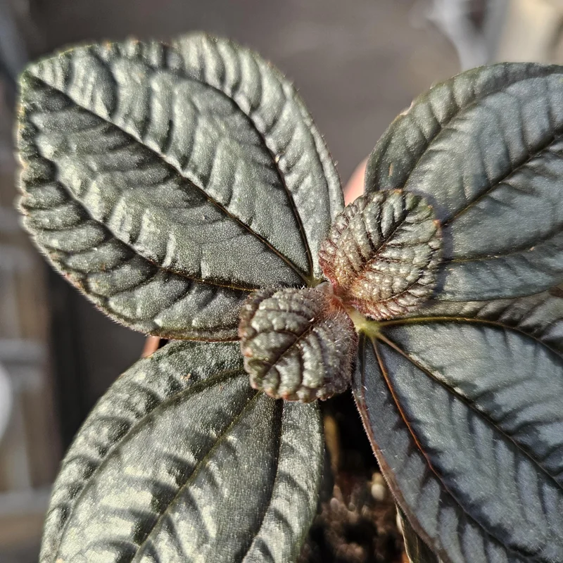 Pilea involucrata Moon Valley Live Plant – Friendship Plant – 2in Pot – Indoor Foliage - Image 3
