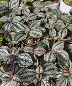 Pilea involucrata Moon Valley Live Plant – Friendship Plant – 2in Pot – Indoor Foliage - Image 4
