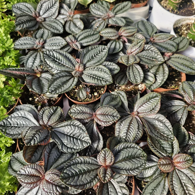 Pilea involucrata Moon Valley Live Plant – Friendship Plant – 2in Pot – Indoor Foliage - Image 4