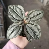 Pilea involucrata Moon Valley Live Plant – Friendship Plant – 2in Pot – Indoor Foliage - Image 1