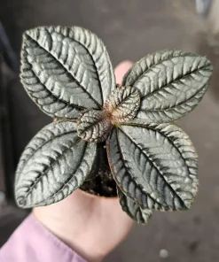 Pilea involucrata Moon Valley Live Plant – Friendship Plant – 2in Pot – Indoor Foliage - Image 1