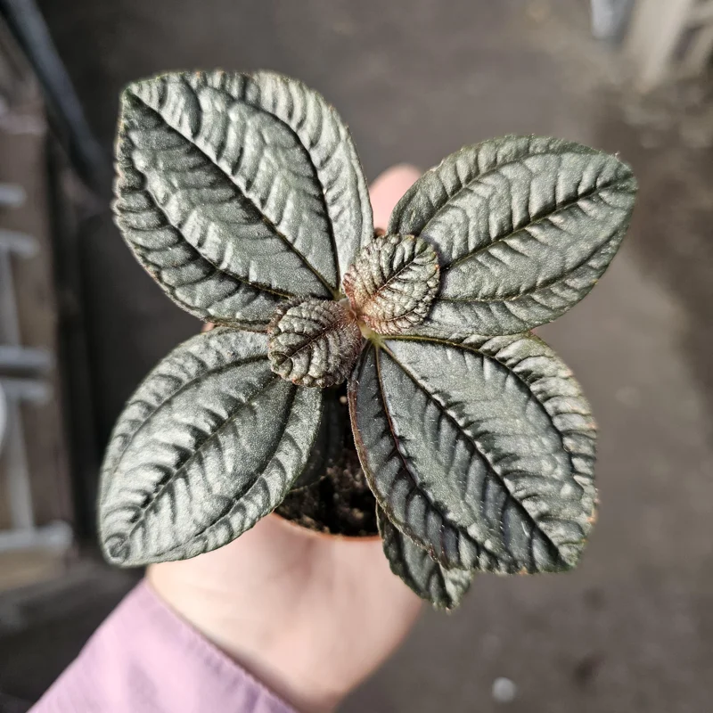 Pilea involucrata Moon Valley Live Plant – Friendship Plant – 2in Pot – Indoor Foliage - Image 1