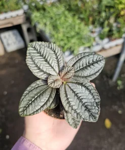 Pilea involucrata Moon Valley Live Plant – Friendship Plant – 2in Pot – Indoor Foliage - Image 5