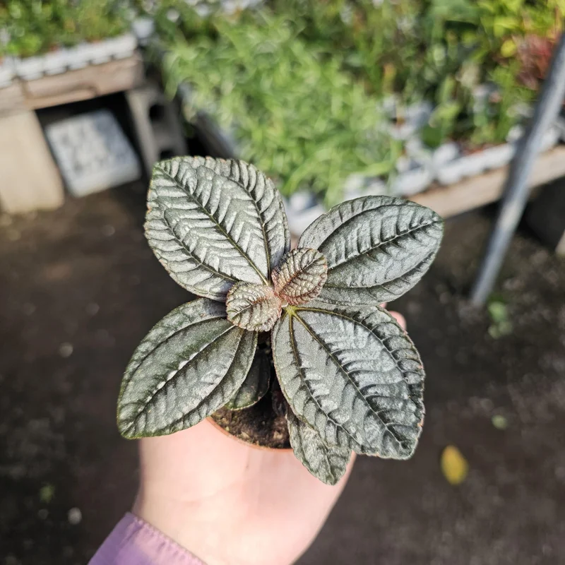Pilea involucrata Moon Valley Live Plant – Friendship Plant – 2in Pot – Indoor Foliage - Image 5