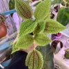 Pilea Moon Valley Live Plant - Textured Indoor Houseplant - Image 1