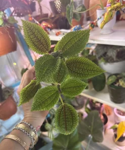 Pilea Moon Valley Live Plant - Textured Indoor Houseplant - Image 2