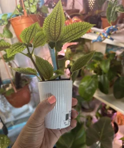 Pilea Moon Valley Live Plant - Textured Indoor Houseplant - Image 3