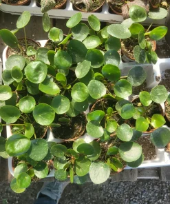 Pilea Peperomioides Live Plant – Chinese Money Plant – UFO Plant – Easy Care Houseplant – 2in or 4in Pot - Image 2