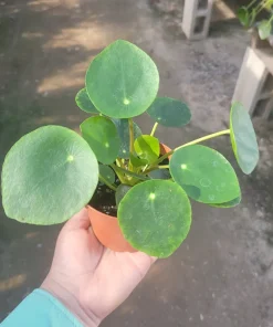 Pilea Peperomioides Live Plant – Chinese Money Plant – UFO Plant – Easy Care Houseplant – 2in or 4in Pot - Image 3
