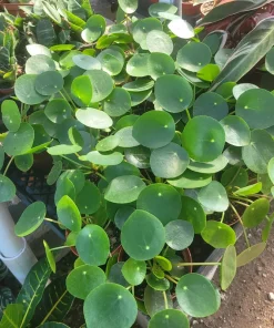 Pilea Peperomioides Live Plant – Chinese Money Plant – UFO Plant – Easy Care Houseplant – 2in or 4in Pot - Image 4